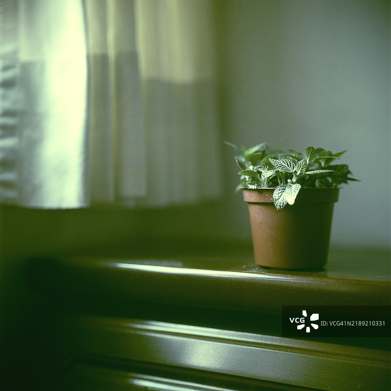 自然植物。图片素材