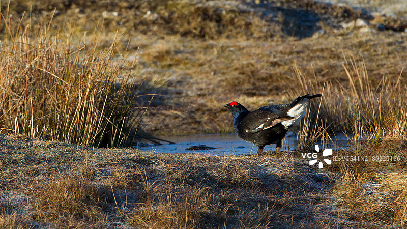 黑琴鸡站在冰冻的池塘旁图片素材