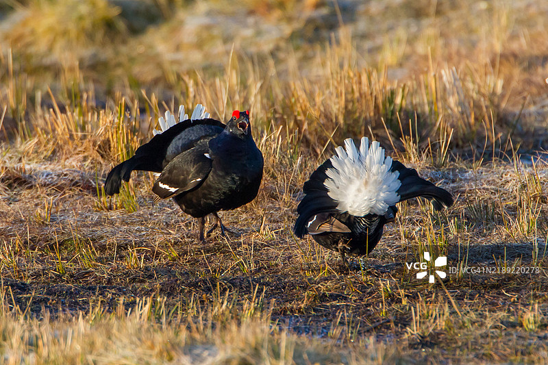 黑鹳求偶场景 2图片素材