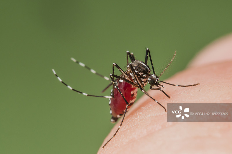 亚洲虎蚊在西班牙叮咬图片素材