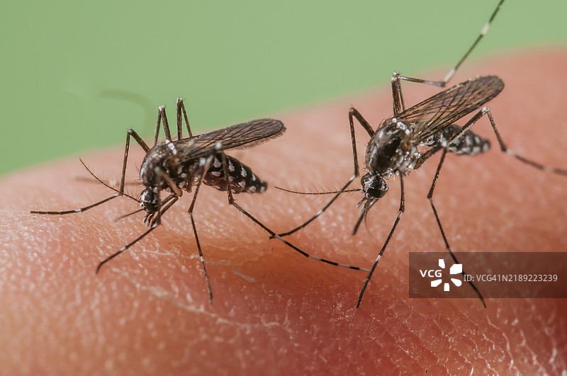 亚洲虎蚊在西班牙叮咬图片素材