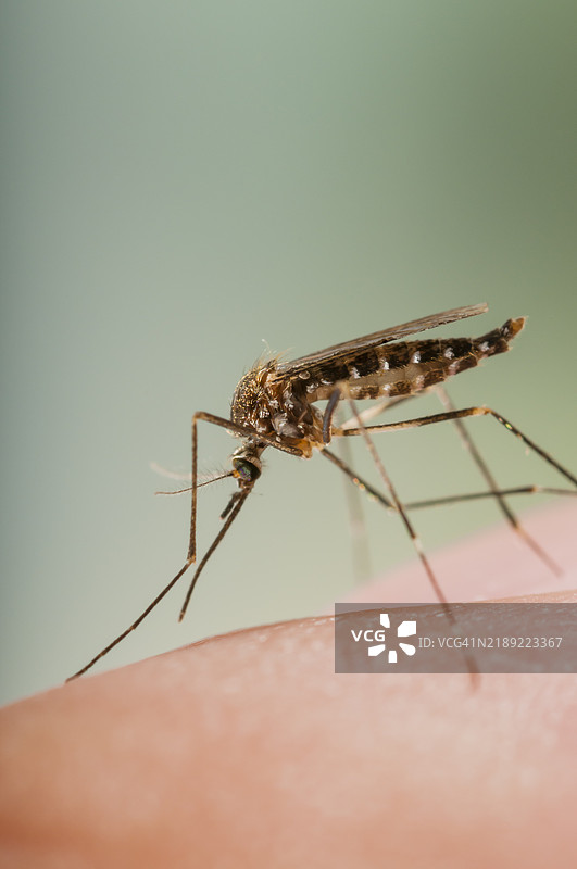 日本斑蚊图片素材