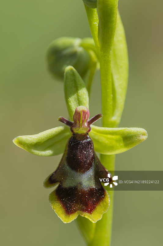 兰花野花图片素材