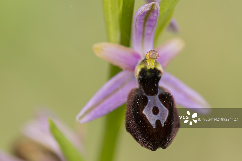 兰花野花图片素材