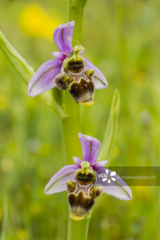 兰花野花图片素材