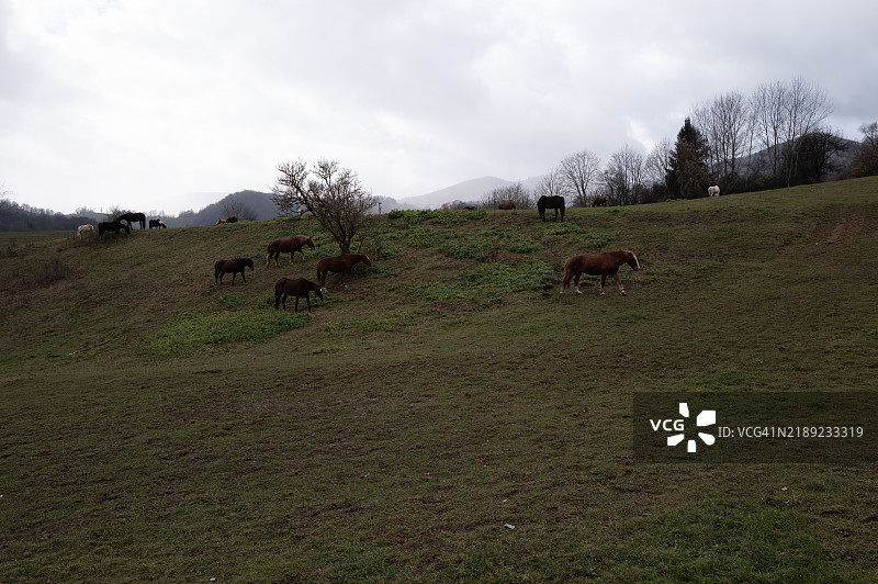一匹马在草原上吃草图片素材