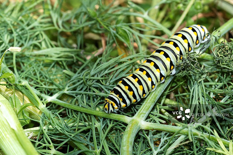 植物上的毛虫特写，芝加哥，伊利诺伊州，美国图片素材
