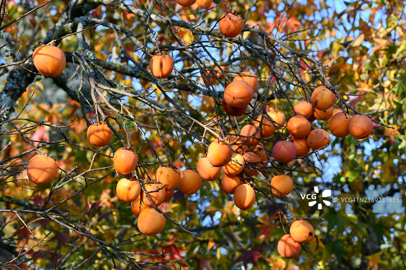 低角度视图的树上生长的水果图片素材