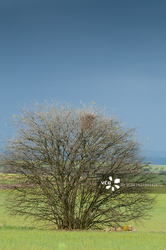 风暴下的绿色草地上的风景树图片素材