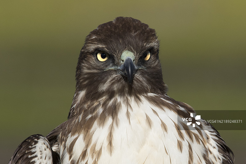 红尾鹰特写图片素材