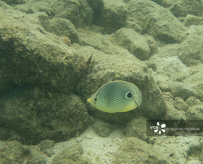 四眼蝴蝶鱼图片素材