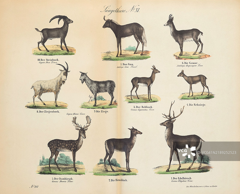 19世纪的复古印刷品展示了各种动物图片素材