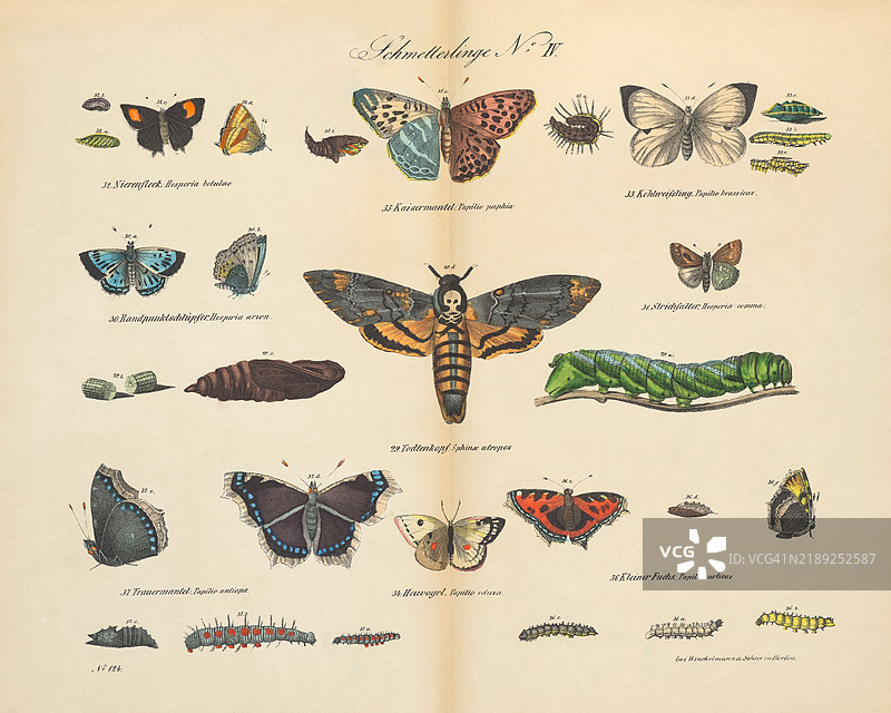 19世纪的复古印刷品展示各种各样的内容图片素材