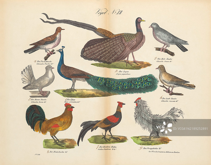 19世纪的复古印刷品展示了各种鸟类图片素材