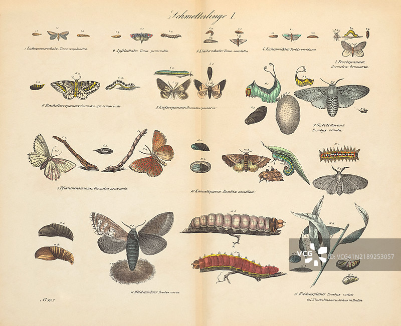 19世纪的复古印刷品展示各种各样的内容图片素材
