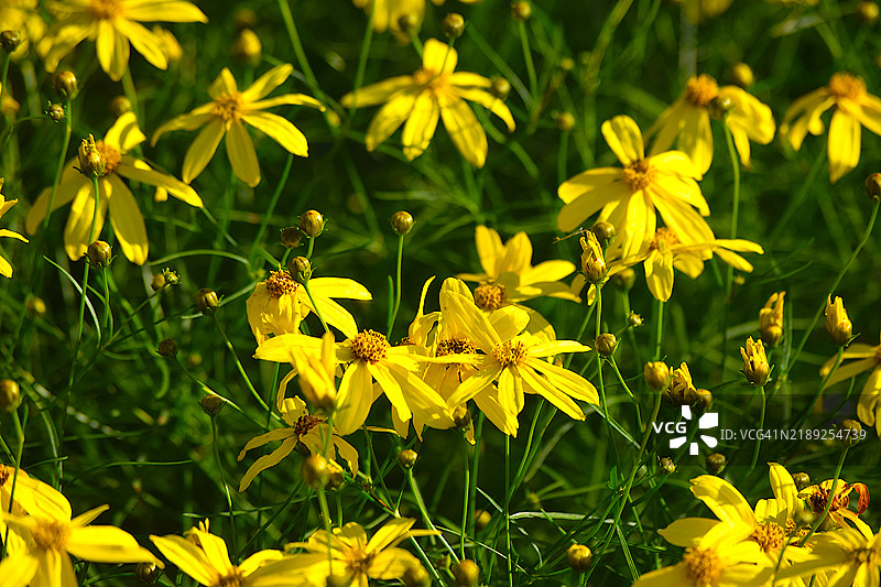 授粉者花园图片素材