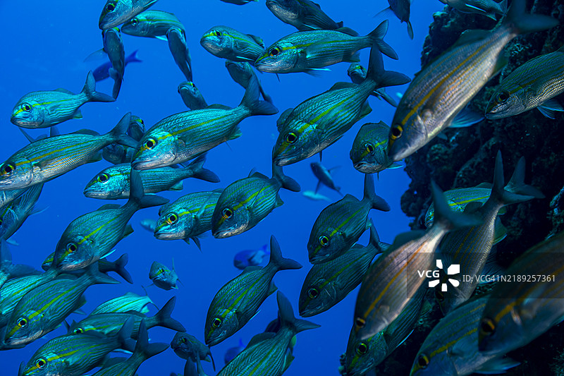 委内瑞拉的汤塔特学校图片素材
