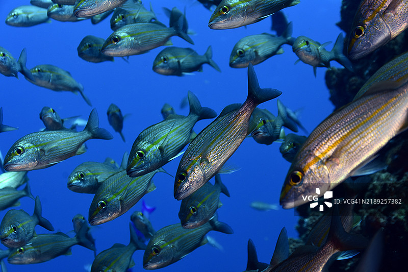 委内瑞拉的汤塔特学校图片素材