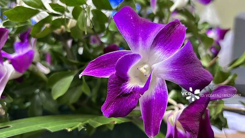 紫色开花植物的特写，布巴内斯瓦尔，奥里萨邦，印度图片素材
