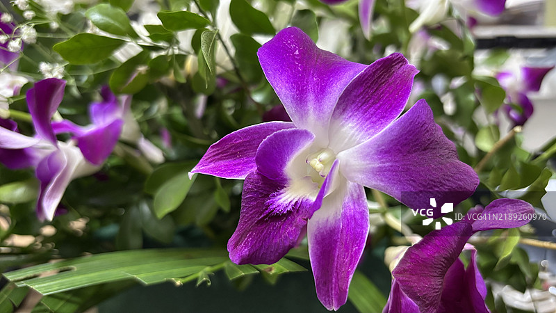 紫色鸢尾花特写，印度奥里萨邦布巴内斯瓦尔图片素材