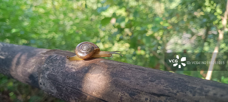 蜗牛特写镜头图片素材