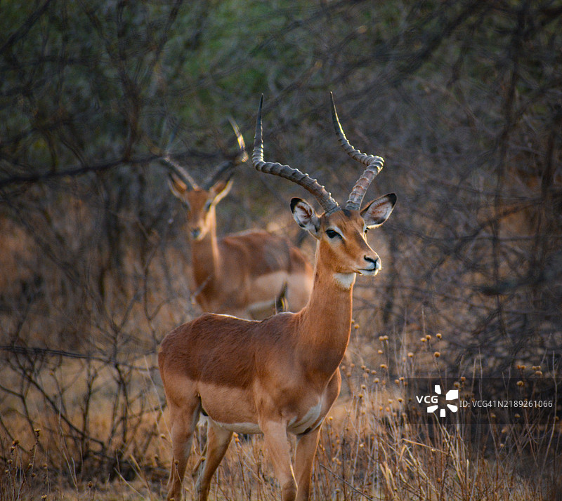 皮兰斯堡自然保护区的雄性黑斑羚图片素材