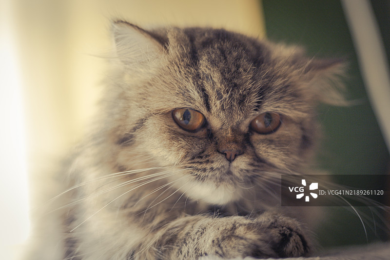 匈牙利德布勒森的猫特写镜头图片素材