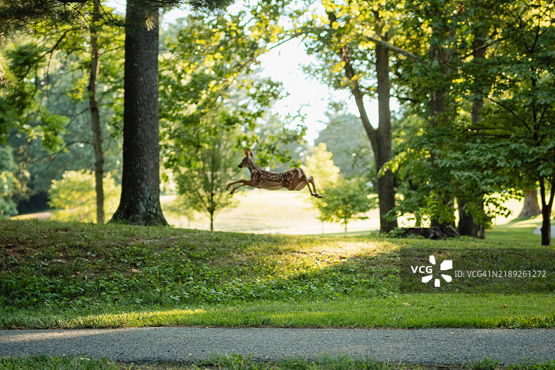 公园里侧面视角的女性在秋千上摆动，银泉，马里兰州，美国图片素材