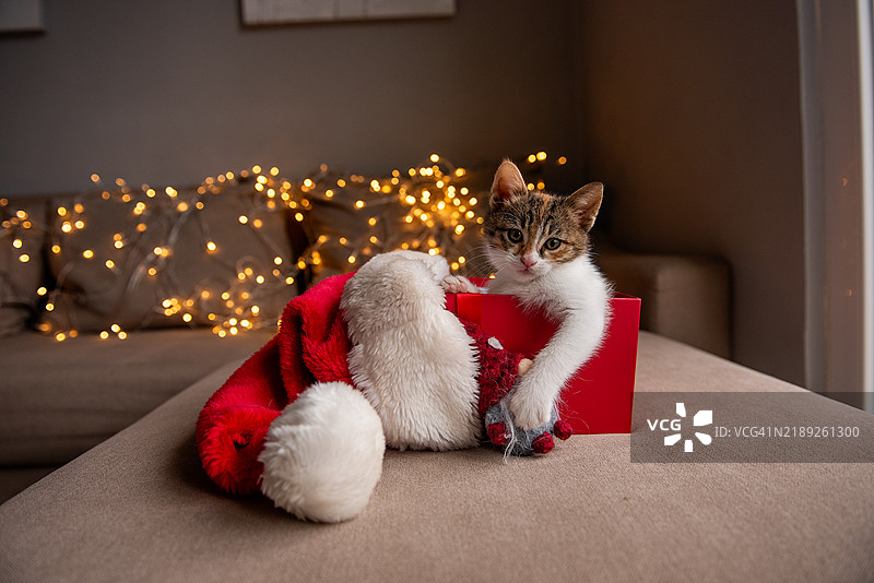 戴着圣诞帽的小猫在装饰有节日灯光和侏儒装饰的盒子里图片素材