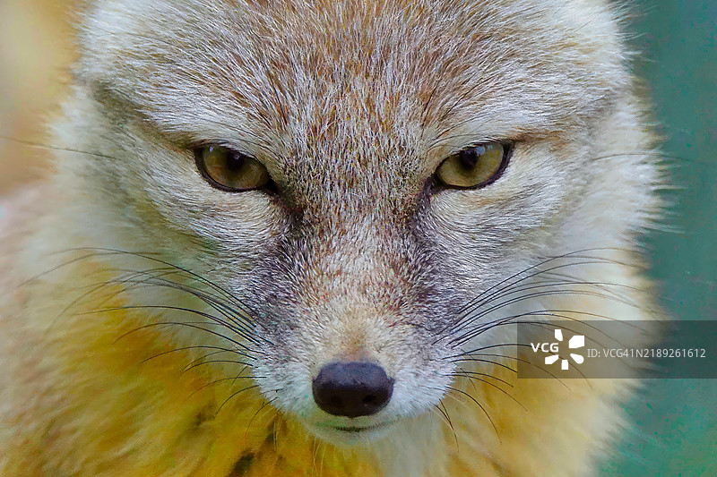 猫的特写肖像图片素材