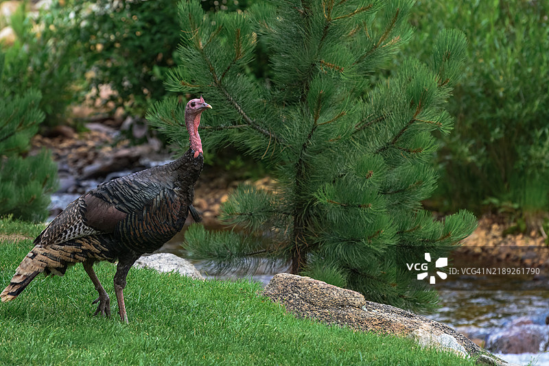 野生火鸡在科罗拉多州一条河边的草地上行走特写图片素材