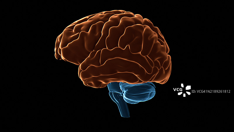 人脑大脑皮层插图图片素材