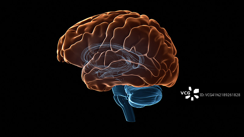 人脑大脑皮层插图图片素材