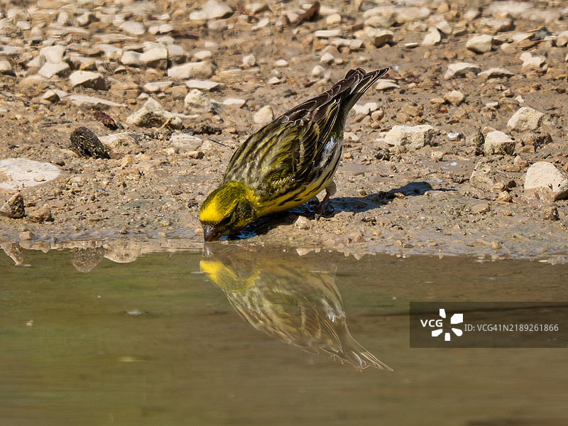 鸟在池塘里喝水的特写镜头图片素材