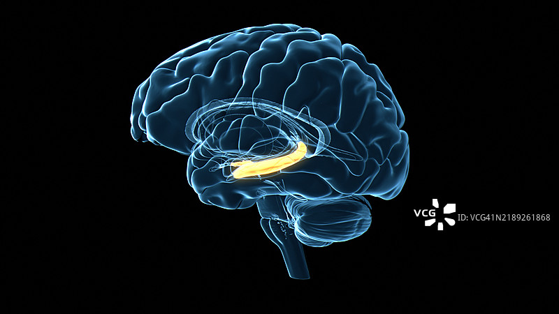 人脑海马体，插图图片素材