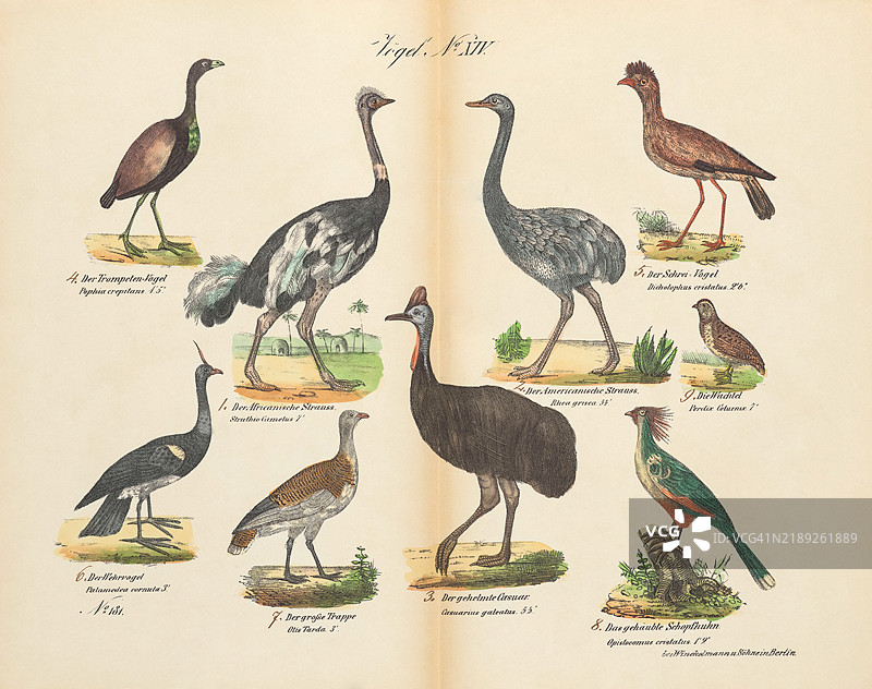 19世纪的复古印刷品展示了各种鸟类图片素材