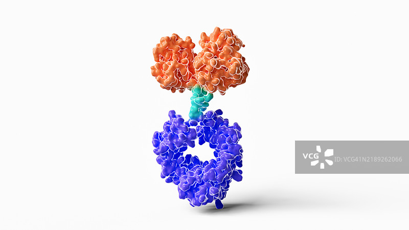 抗体Fc融合蛋白结构插图图片素材