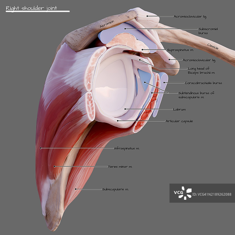 肩关节囊的侧面视图插图图片素材