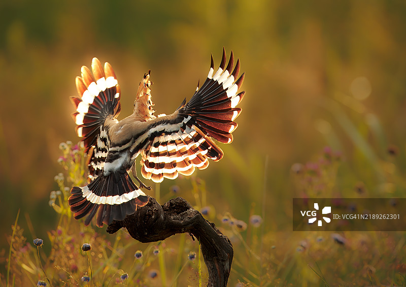 近距离拍摄的松鸡在植物上空飞翔图片素材