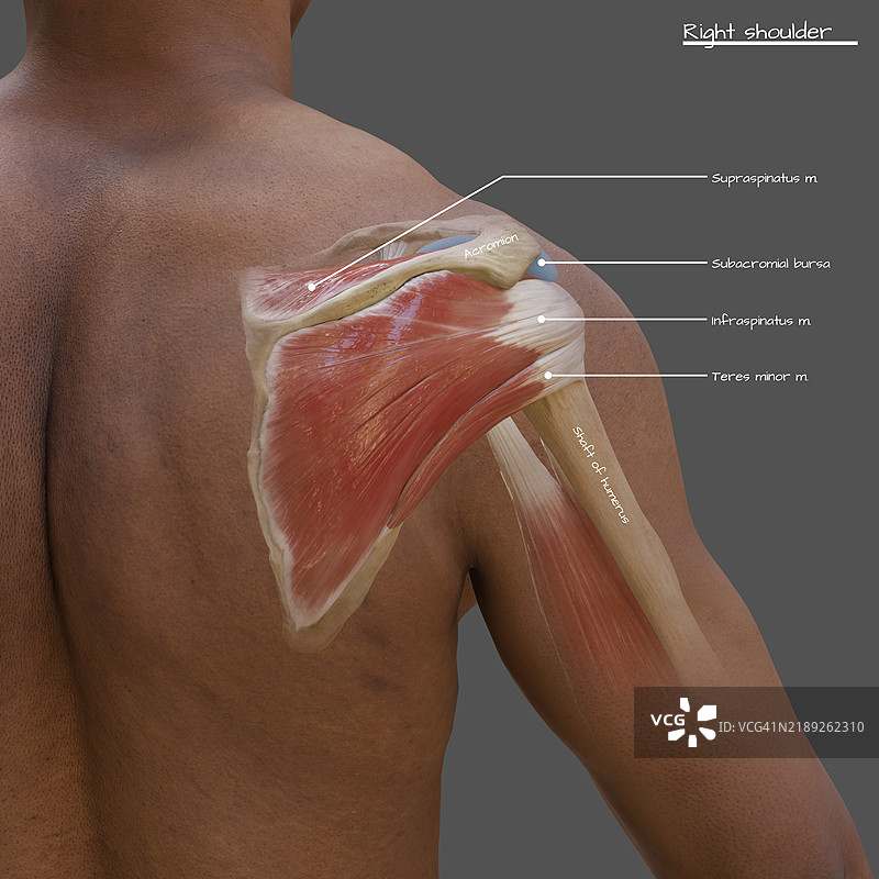 肩袖的后视图插图图片素材