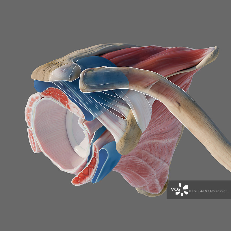 肩袖滑囊插图图片素材