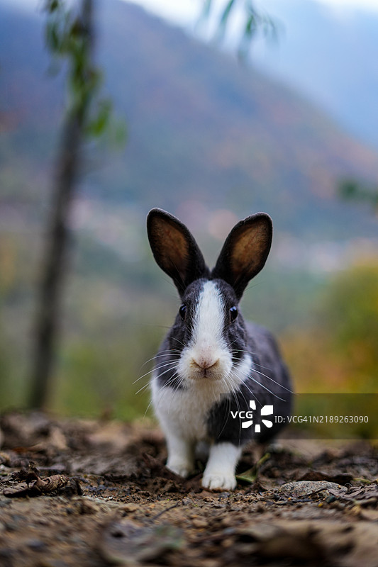 兔子的特写肖像图片素材