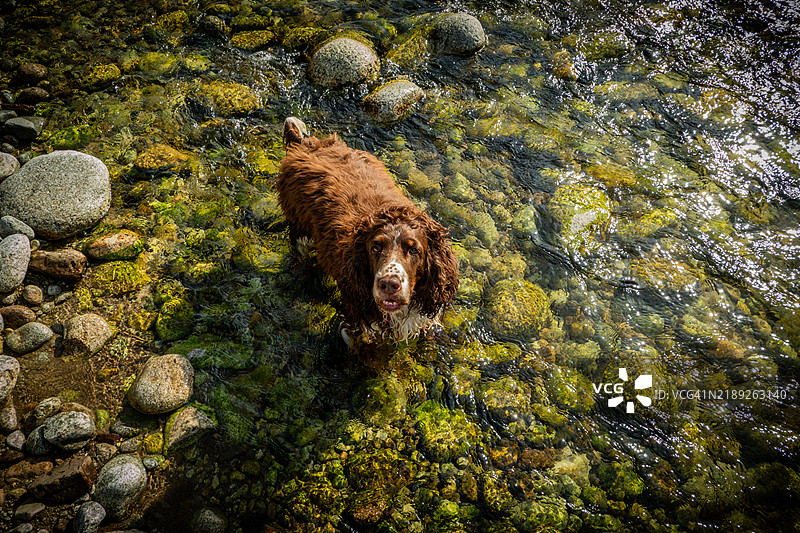 高角度视图的狗在斯洛伐克的湖中游泳图片素材