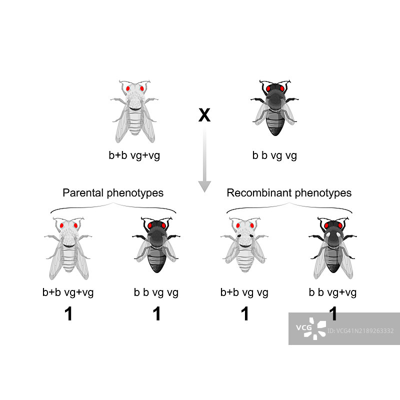 二杂交图示图片素材