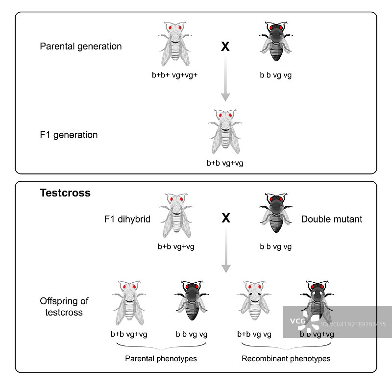 二杂交示意图图片素材