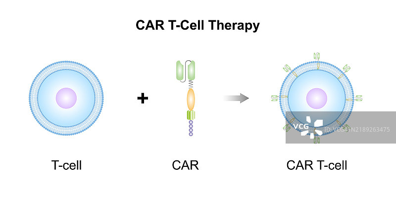 CAR-T细胞疗法插图图片素材