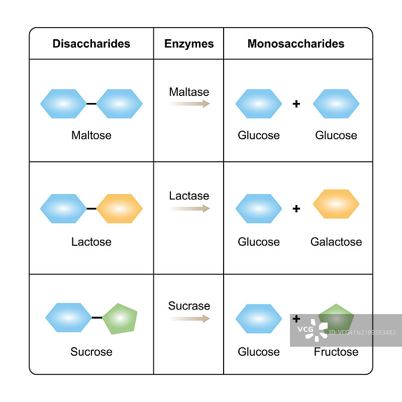 二糖消化插图图片素材
