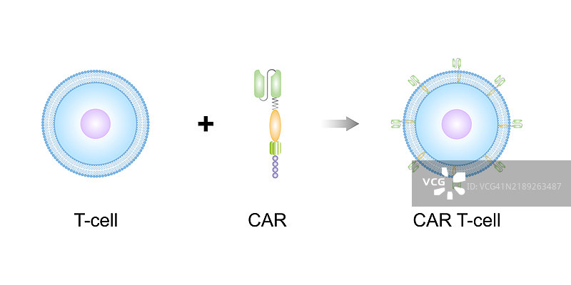 CAR-T细胞疗法插图图片素材