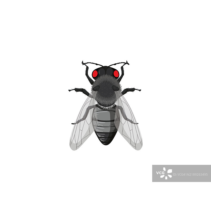 果蝇（Drosophila melanogaster）插图图片素材