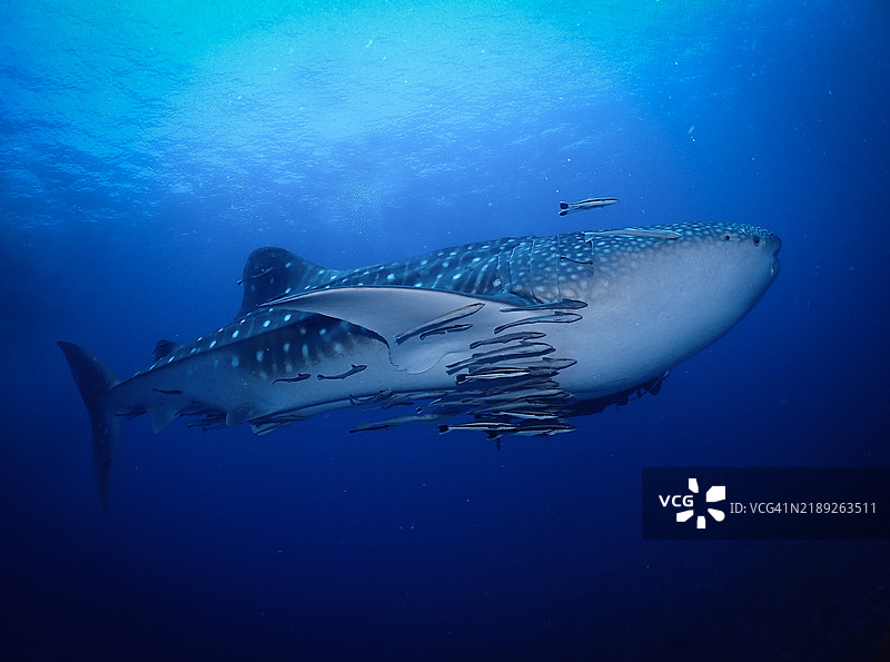 海洋中游泳的鲸鲨特写，哈尔滨，黑龙江，中国图片素材